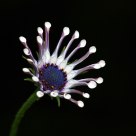 Dimorphotheca ecklonis